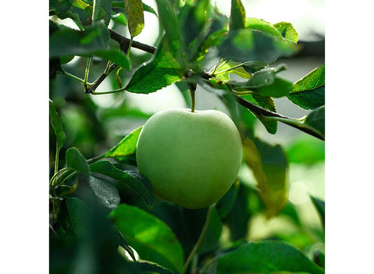 Top Notes of Greenley - Sicilian Bergamot, Mandarin, Green Apple, Cashmere Wood
